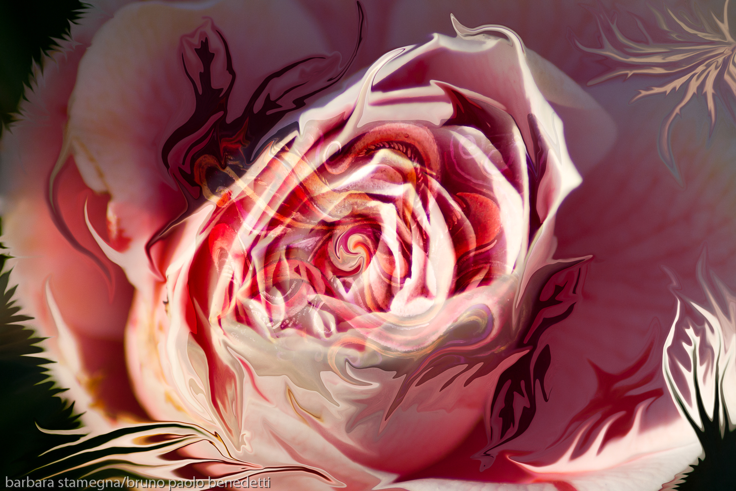 pink rose blossom like abstract image with central vortex and fluid floating natural shapes